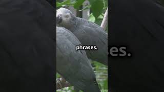 The Amazing African Grey Parrot Natures Best Mimicker animal wildlifeadventure [upl. by Per]