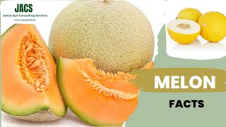 Sweet Melon Cucumis melo Facts [upl. by Lehmann994]