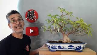 ⛩ Tutorial Kit De Bonsai Para Principiantes ⛩  Trabaja tu árbol desde cero [upl. by Anilac]