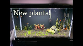 New Plants for my 29 Gallon [upl. by Jaret]