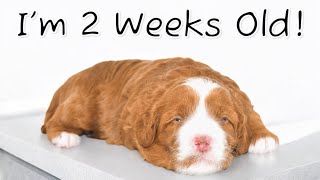 Our Singleton Puppy Is 2 Weeks Old  Medium ALD  EmmaXMitchell [upl. by Eadahs]