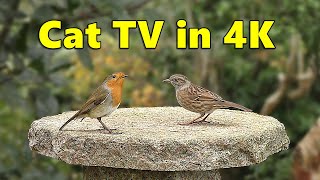 Cat TV in 4K  Birds for Cats to Watch Paradise ⭐ 8 HOURS ⭐ [upl. by Hsevahb]