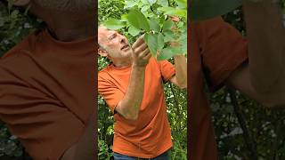 Wild Walnut juglans regia ediblegarden forest herbs foraging trees motivation adventure [upl. by Clem]