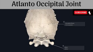 Atlanto Occipital Joint  Type  Articular Surfaces  Ligaments  Movements  Muscles [upl. by Bradley817]