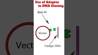 Use of adaptors in DNA cloning cloning animation [upl. by Eenafit]