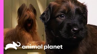 Persistent Briard Pup Tracks Down A Mysterious Stranger In His Yard  Too Cute [upl. by Uohk415]