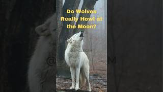 Why Do Wolves Howl at the Moon The Myth vs The Truth [upl. by Martinsen507]