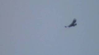 Golden Eagle on Isle of Mull Scotland [upl. by Rozanna944]