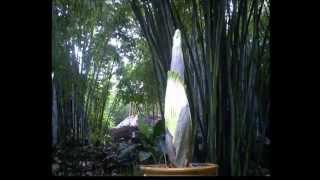 Corpse Flower Time Lapse [upl. by Philender]