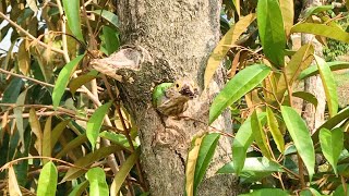 Hungry Baby Barbet Screaming Sound Like a Cat 3 – Parent Birds Feeding Chick at Nesthole E180 [upl. by Waynant]