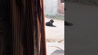 See how big a dogs brain is vlog dog doglover [upl. by Tormoria]