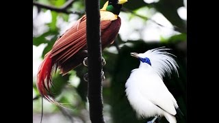 Bird of Paradise and Bali Starling [upl. by Gelman138]