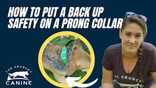 How to put a back up safety on your prong collar [upl. by Nahguav]