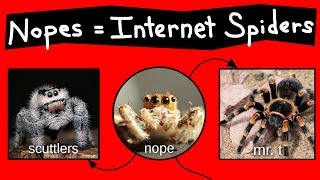 Nope Chart  Internet Names for Spiders [upl. by Aelyk]