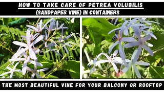 Care and Repotting of Petrea Volubilis Plant in Containers or Pots [upl. by Yetac]