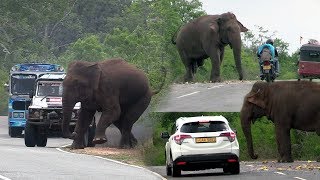 Big wild elephant waiting for food at the Kataragama road [upl. by Blum]