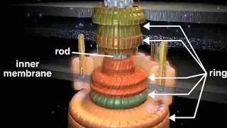 bacterial flagellum [upl. by Ratcliff543]