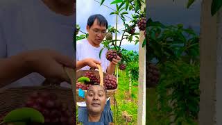 Natural landscape coccinea fruit garden fruit satisfying freshfarmfruit [upl. by Yttisahc]