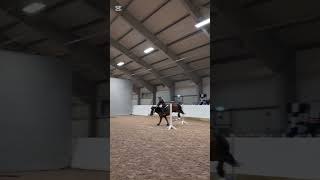 Pretty cool for a 4yo trotter right  horse equestrian riding showjumping trotterhorse [upl. by Nnair190]