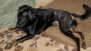 Home Remedies for Hip Dysplasia In Dogs [upl. by Daye]