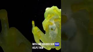 Fascinating Translucent Glass Frogs [upl. by Caye]