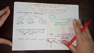 Unité 1 Svt consommation de la matière organique et flux d’énergie [upl. by Esimehc]