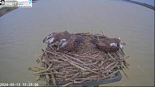 3311 MALE OSPREY AT MANTON BAY RUTLAND OSPREY PROJECT ARRIVES 130324  152524 [upl. by Jennilee]