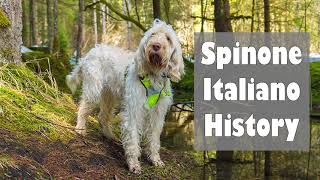 Podcast 118 Spinone Italiano History  A hardworking hunter [upl. by Raila295]