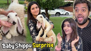 Aroob Ko Baby Shippu Ka Surprise De Diya 😍🐑  Mama Ko Shak Ho Geya 😱 [upl. by Lewellen]