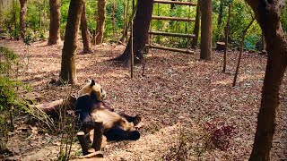 4KChina walk tour  Walk in Chengdu Research Base of Giant Panda Breeding （二） [upl. by Artenahs]