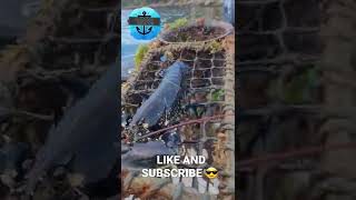 FIRST POT AND A KEEPER LOBSTER 🦞youtube fyp subscribe lobster watchandlearn fishing sea [upl. by Louisa]