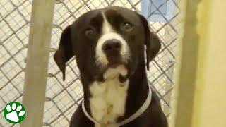 Shelter dog realizes he’s been adopted [upl. by Neelyaj752]