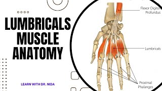 Lumbricals Muscle Anatomy  Anatomy Lecture Series [upl. by Adore]