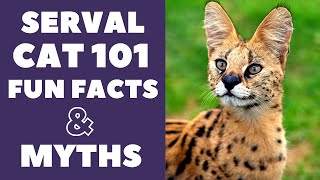 Serval Cats 101  Fun Facts amp Myths [upl. by Aggappera]