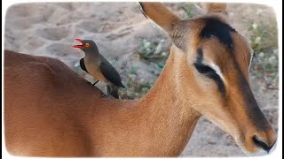 ДжумаКрасноклювый буйволовый скворецThe redbilled oxpecker Buphagus erythrorhynchus [upl. by Gerti]