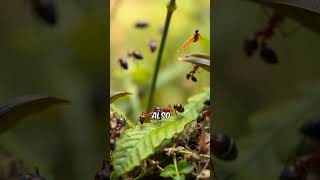 Leafcutter Ant’s Superpower AnimalSuperpowers WildlifeWonders AmazingCreatures [upl. by Jacinda54]