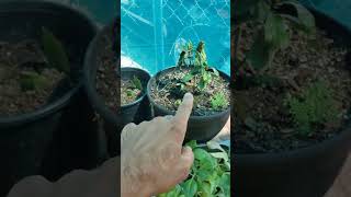 Psychotria Nexus plant repotting plantmedicine chacruna plants [upl. by Diarmid]