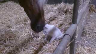 chat câlin avec un cheval [upl. by Yelrebmik]