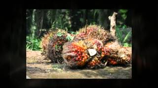 Make a Difference for Orangutans [upl. by Beacham]