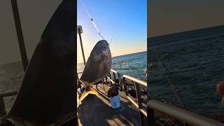 Pompano Jetty Fishing Packery Channel Corpus Christi TX 🔥 [upl. by Luke]