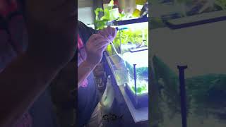 Easy drip acclimation for healthy shrimp care for your tank like a pro fishtank shrimp aquarium [upl. by Marba]