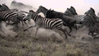 Zebra amp Wildebeest Stampede [upl. by Nitsug173]