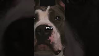 Pit Bulls The Ideal Companion You Didnt Know About [upl. by Molloy]