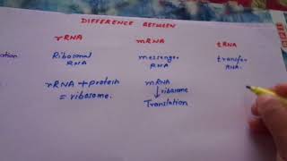 difference between rRNA mRNA and tRNA [upl. by Pinelli]