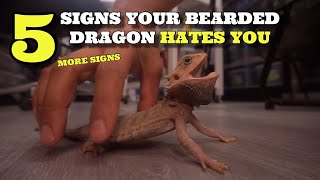 5 More Signs Your Bearded Dragon Hates You 2023 [upl. by Sang]