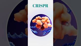 What CRISPR stands for  crispr biology dna [upl. by Asyar]