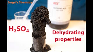 Concentrated sulfuric acid reaction with sugar and filter paper  dehydrating carbohydrates [upl. by Sanbo]