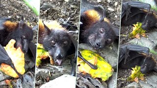 Large Flying Fox Pteropus vampyrus [upl. by Nylirak90]