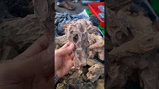 Root over rock ficus bonsai  I will try a new way  part 2 Short in hindi [upl. by Carman836]