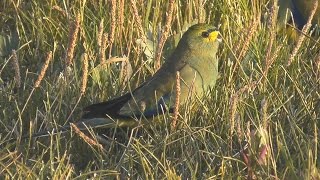 Blue Winged Parrot  Neophema chrysostoma  HD Video Clip 11 Tim Sigga ABVC [upl. by Lawrenson408]